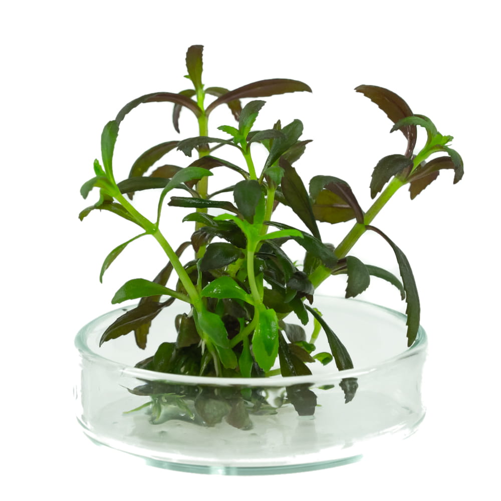 Limnophila Aromatica 4 sadzonki in vitro